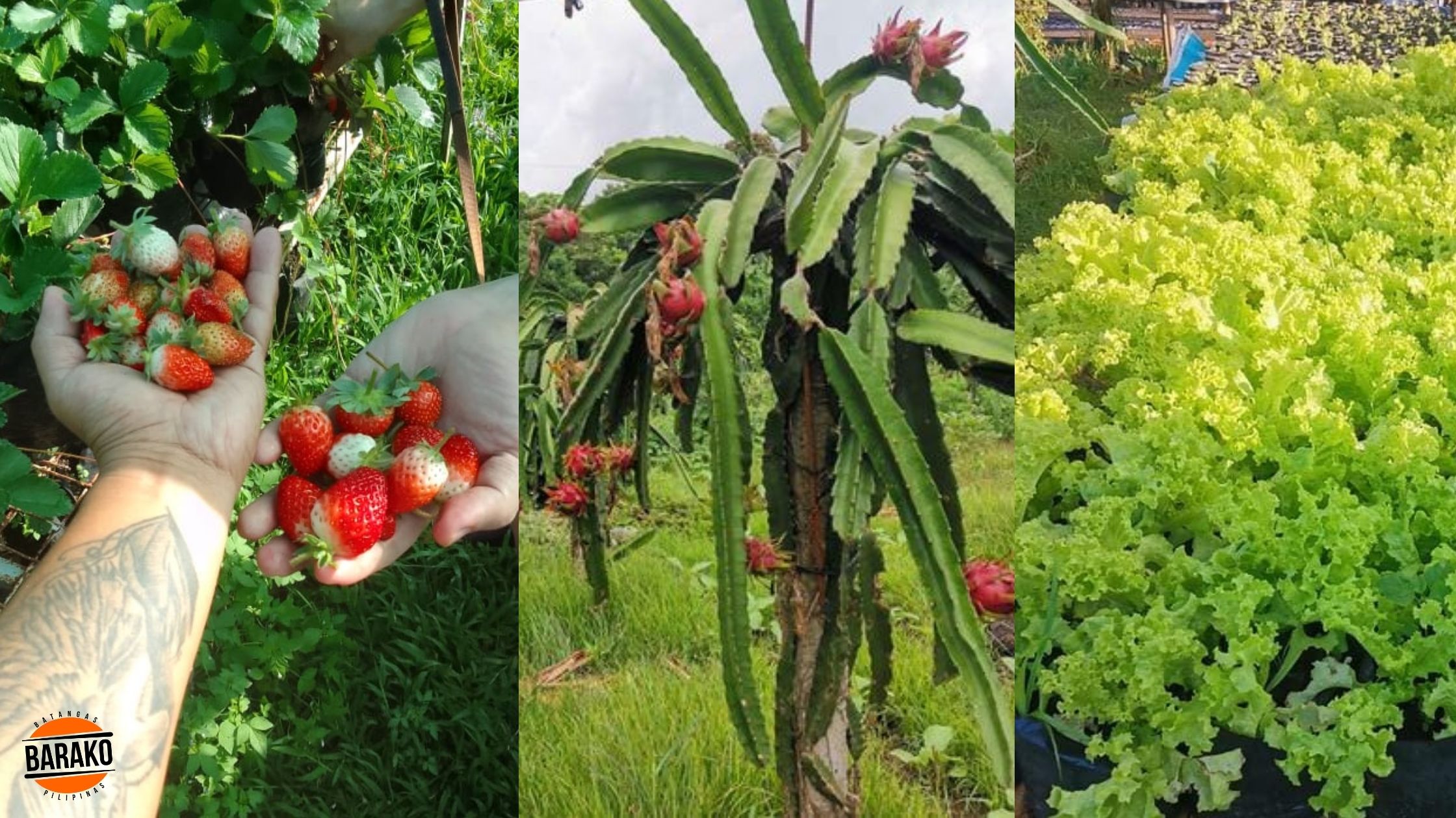 Triple J Farm Resort - Strawberry Dragon fruit farm
